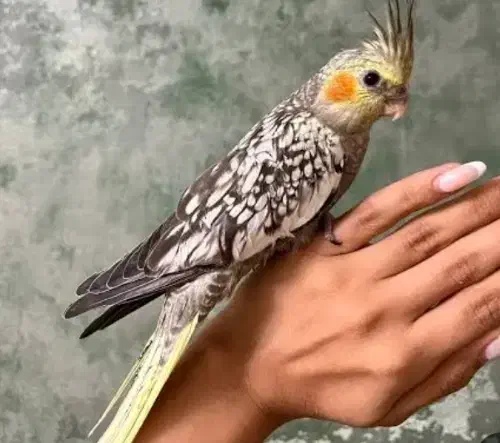 عروس هلندی گل باقالی|پرنده|سیرجان, |دیوار