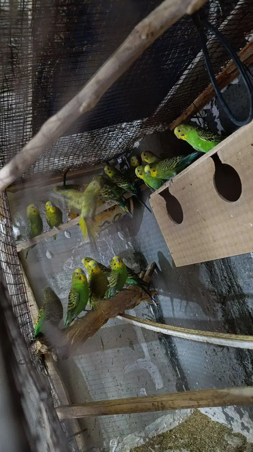 مرغ عشق|پرنده|کنارک, |دیوار