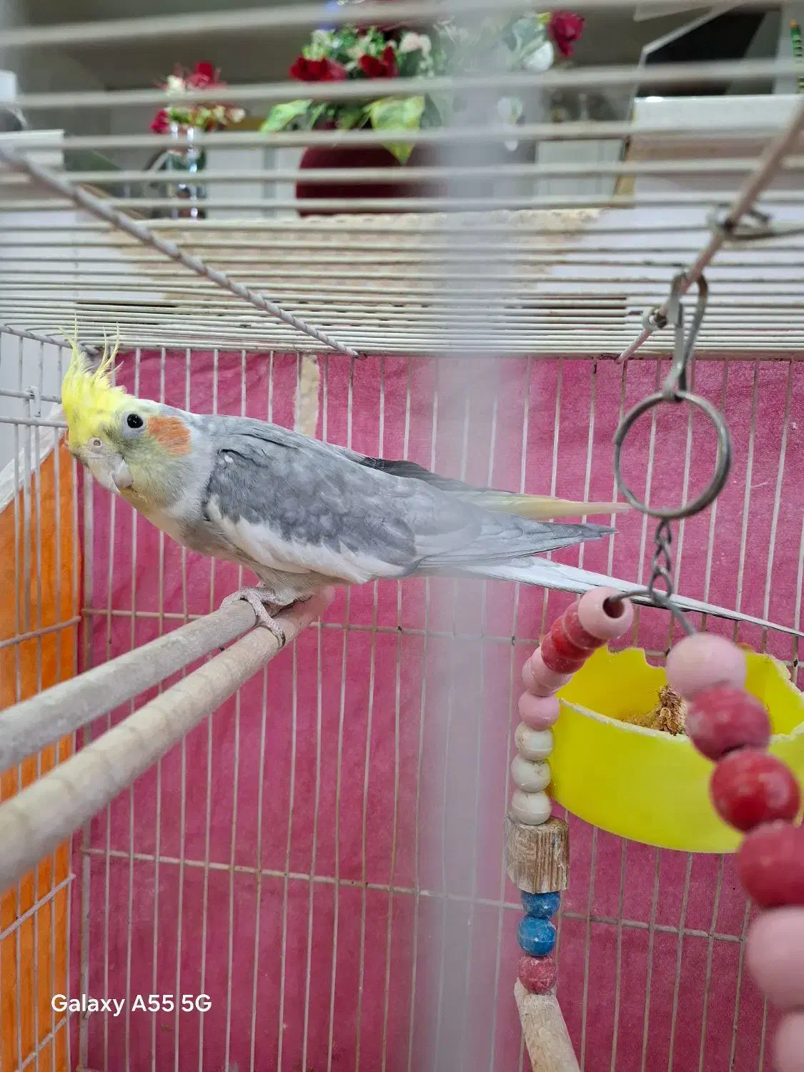 عروس هلندی|پرنده|تربتحیدریه, فتح المبین|دیوار