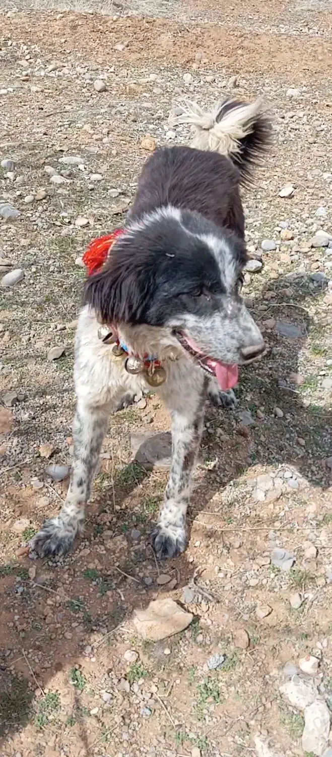 گمشده|حیوانات|لردگان, |دیوار