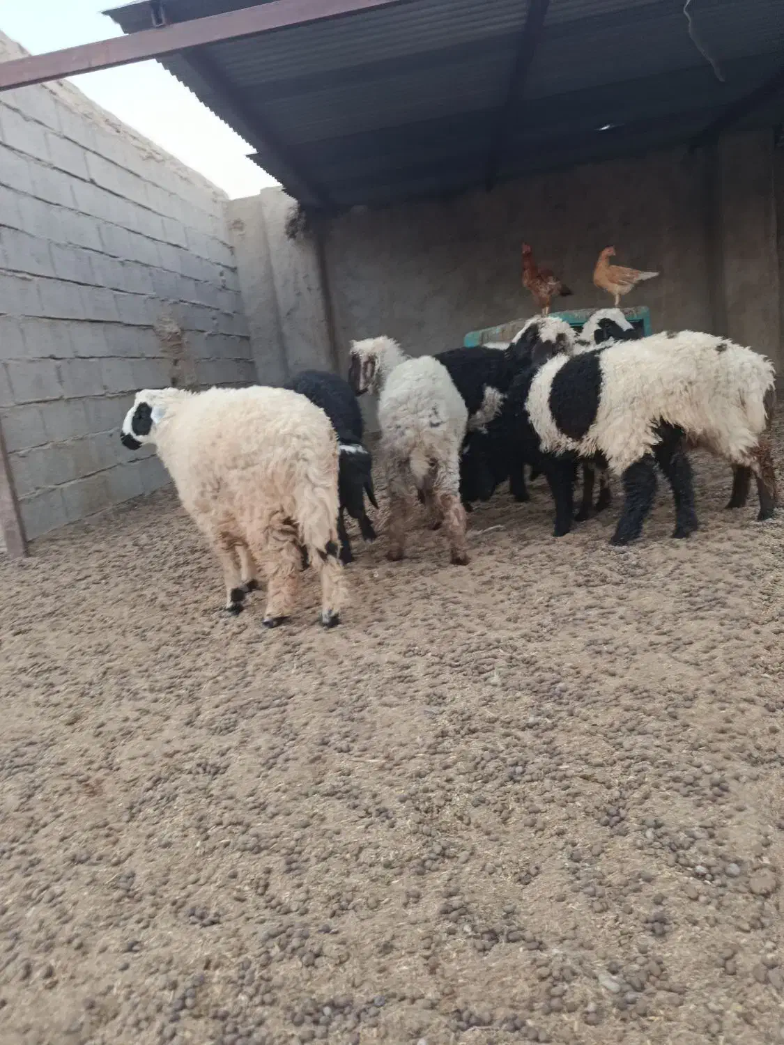 یبل|حیوانات مزرعه|هامون, |دیوار