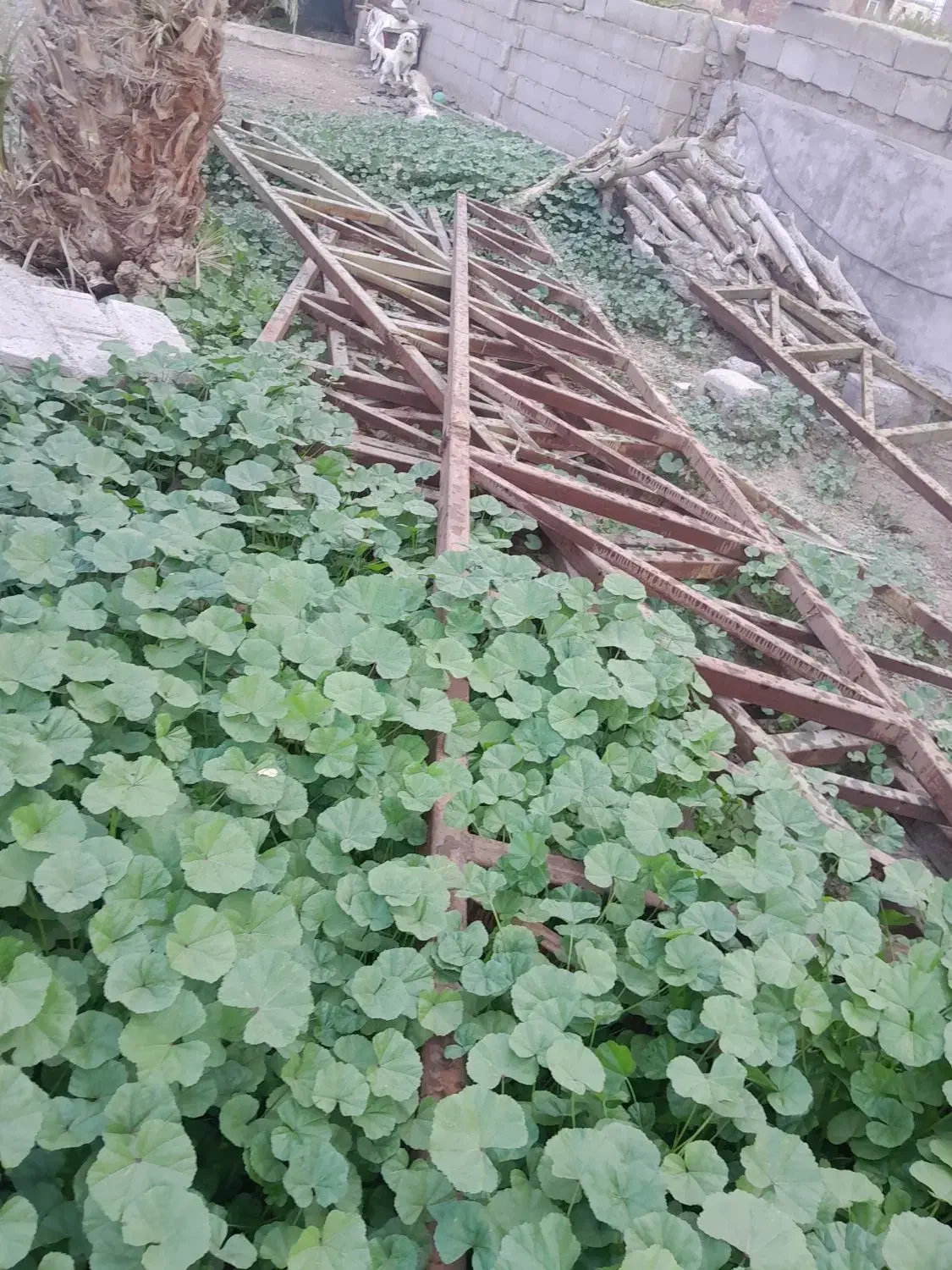 خرپا|مصالح و تجهیزات ساختمان|جیرفت, |دیوار