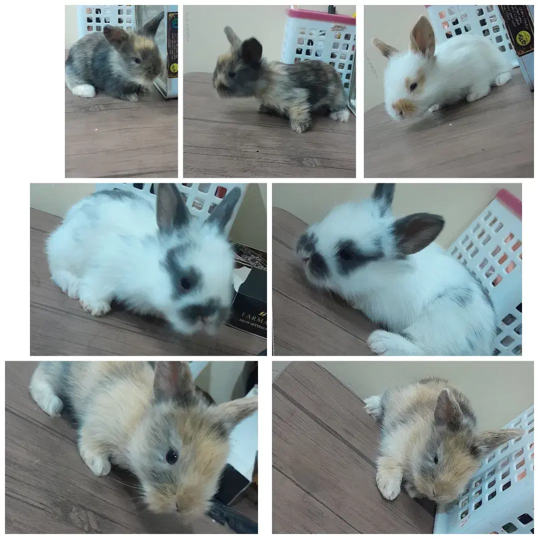 خرگوش لوپ|موش و خرگوش|سبزوار, پاسداران|دیوار