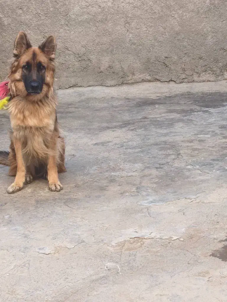 سگ ژرمن شپرد|سگ|بهبهان, |دیوار