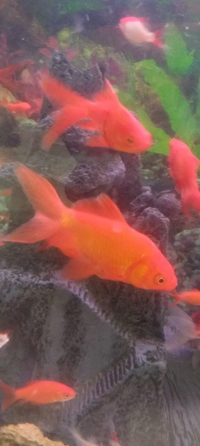 ماهی قرمز سه بند تا کف دست|ماهی|نسیم‌شهر, |دیوار