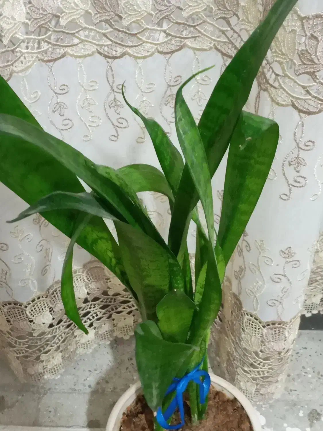 گل سانسوریا زیبا وسرحال|گل و گیاه طبیعی|مهران (ایلام), |دیوار