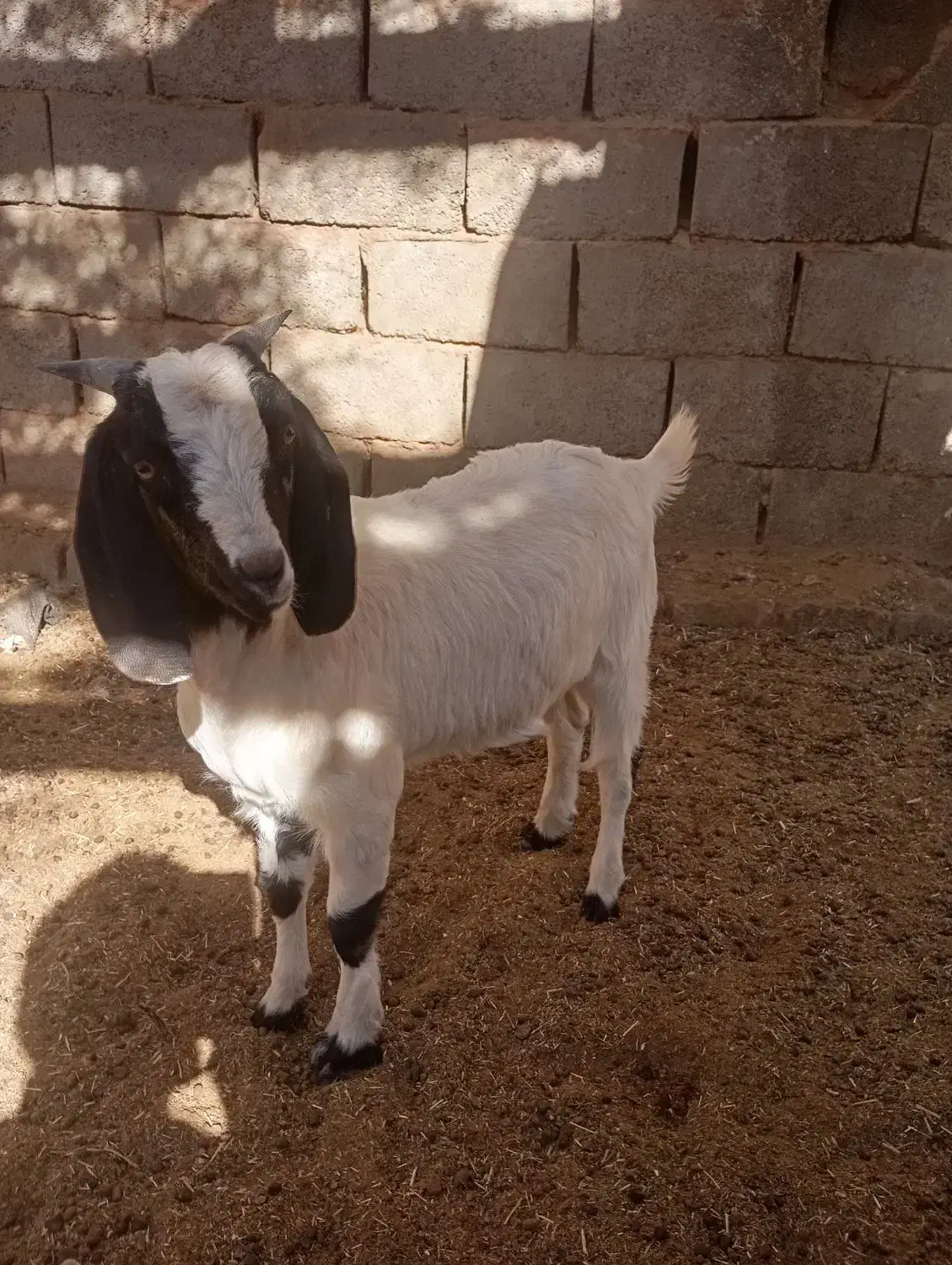 فروش دو عدد بزغاله نر وماده پاکستانی|حیوانات مزرعه|قائن, |دیوار