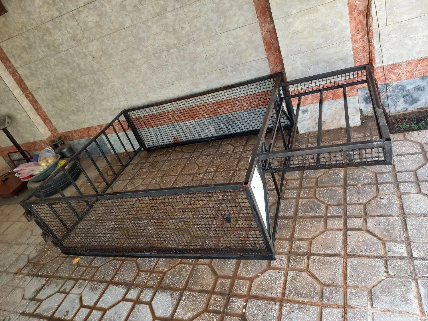 کبوتر|پرنده|گناباد, |دیوار