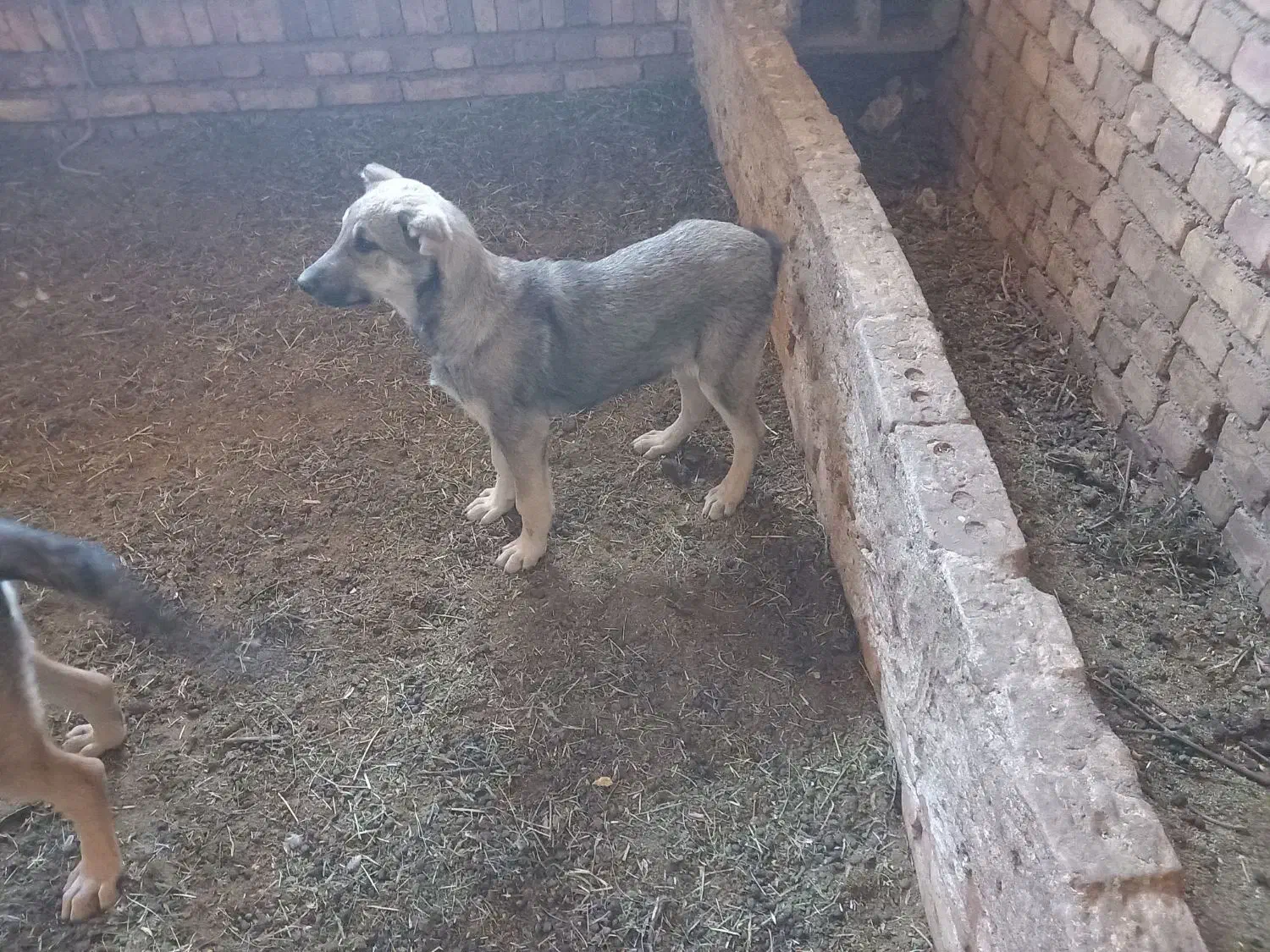 توله سگ سرابی|سگ|مرند, |دیوار