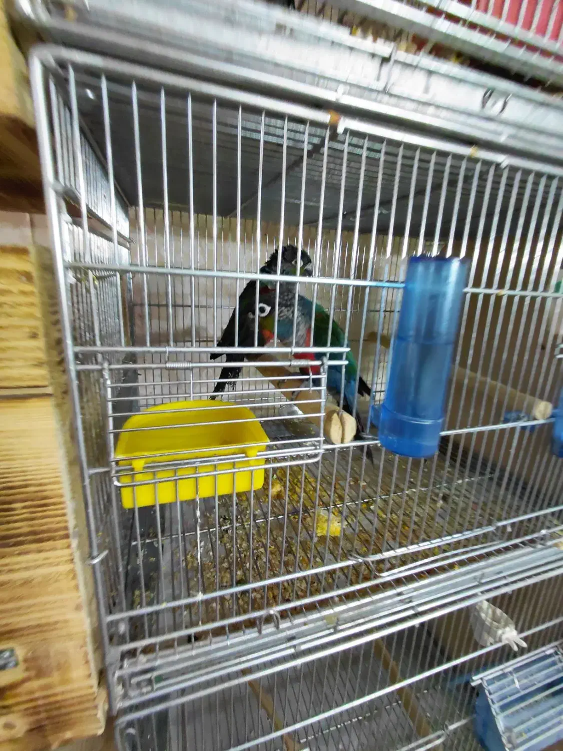 گرینچیک کریمسون مولد|پرنده|تهران, مقدم|دیوار