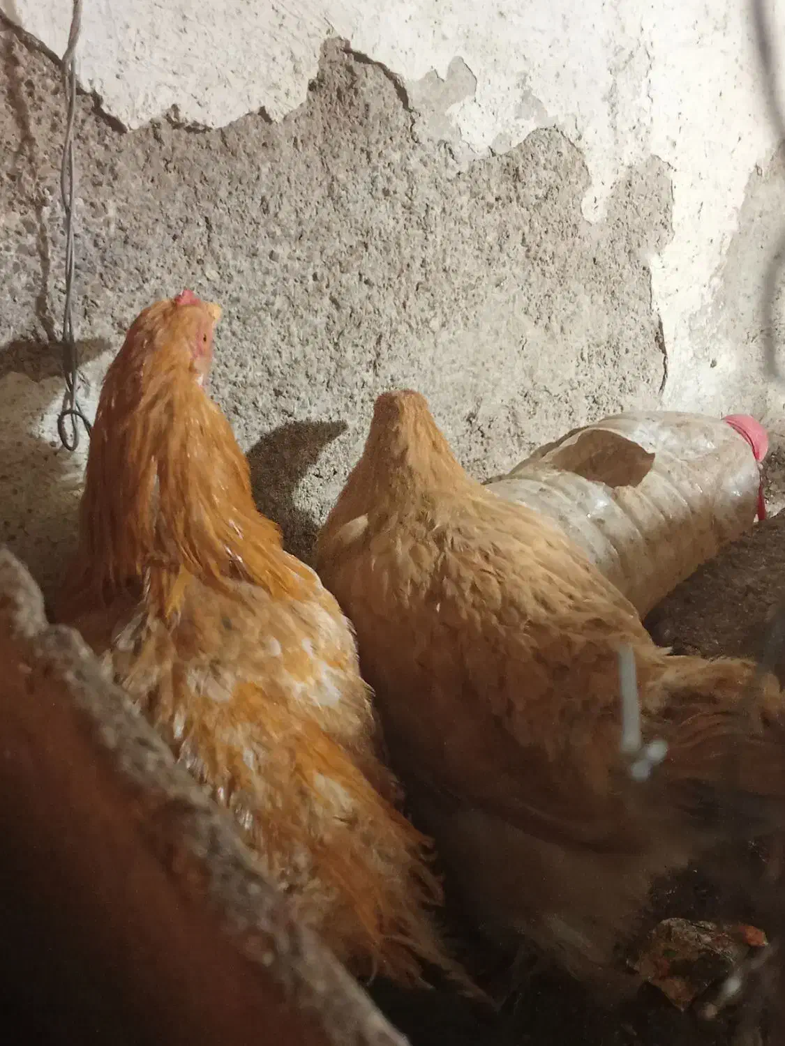 مرغ و خروس پاپر|حیوانات مزرعه|صائین قلعه, |دیوار