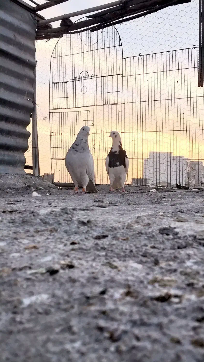 کفتر|پرنده|فردوسیه, |دیوار