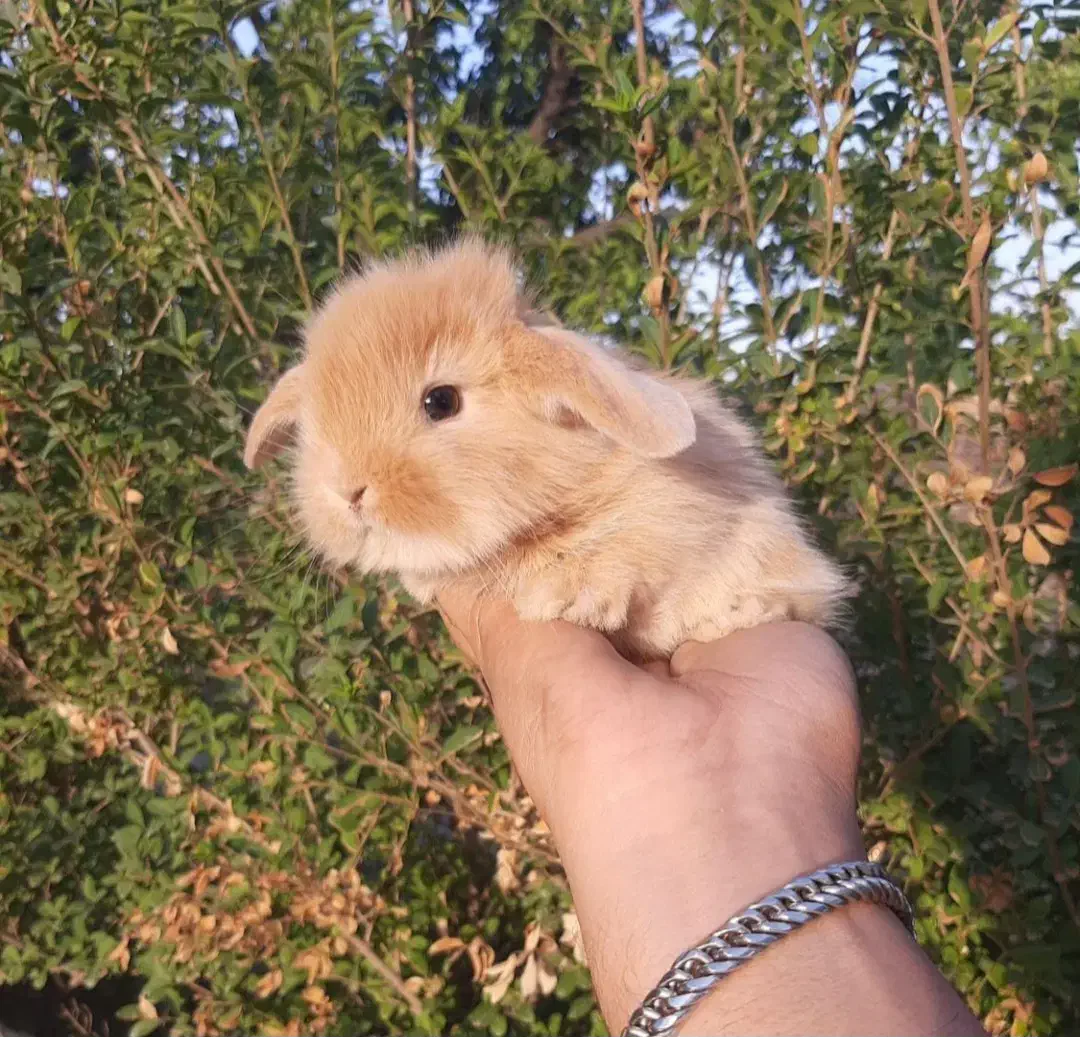 مرکز تخصص خرگوش جیبی/مولتی لوپ سوپرفلت/مینیاتوری|موش و خرگوش|اصفهان, خانه اصفهان|دیوار