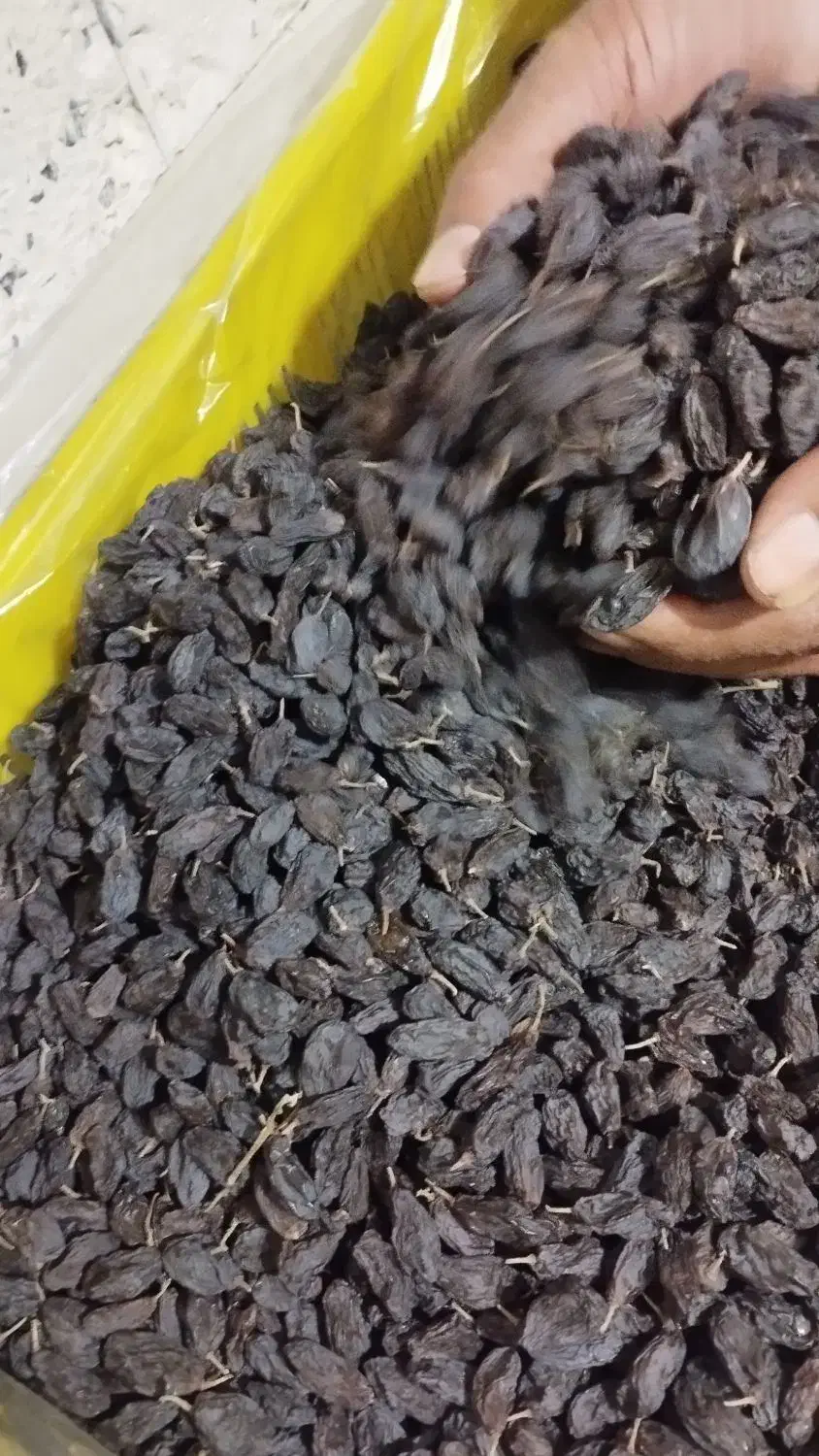 کشمش فخری|خوردنی و آشامیدنی|عجب شیر, |دیوار