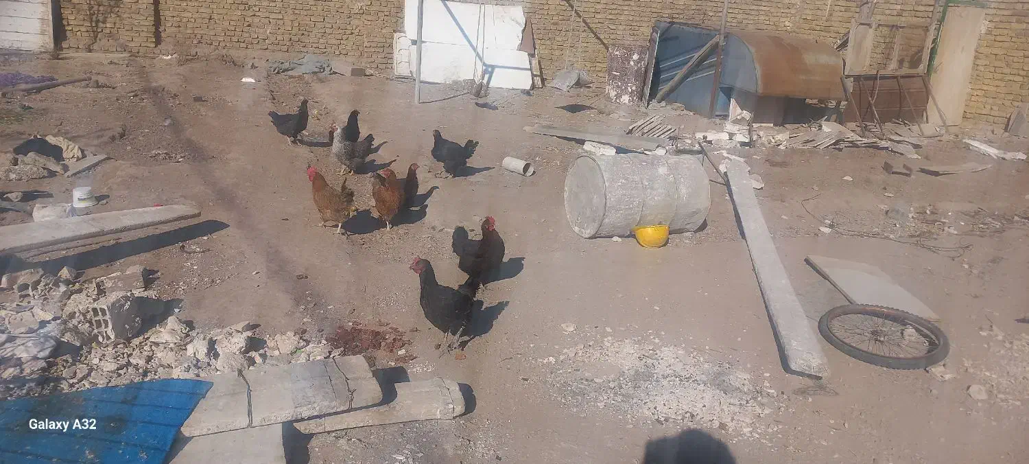 مرغ خروس|حیوانات مزرعه|تربتحیدریه, بالا ولایت|دیوار