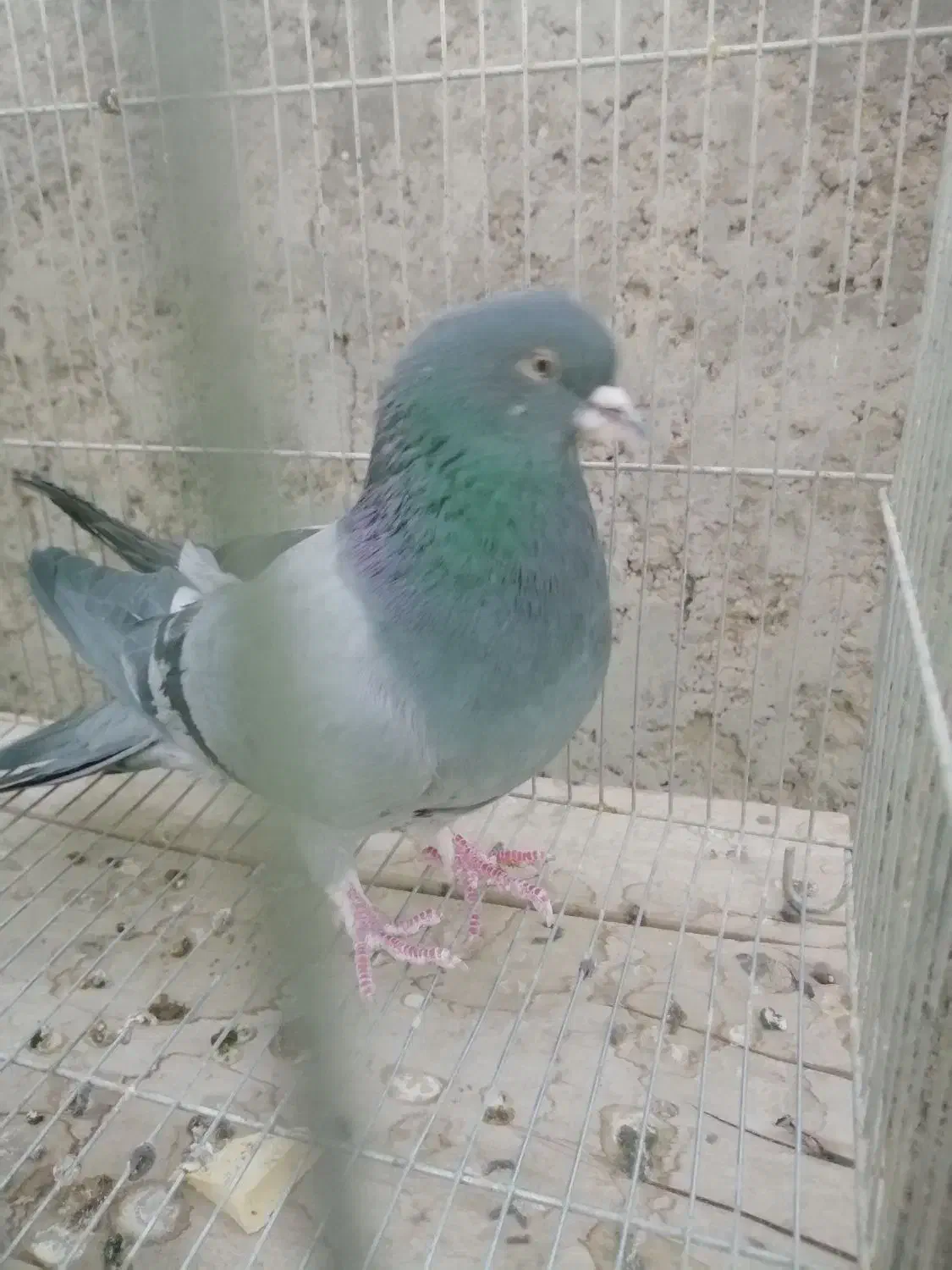 کبوتر نر دمگیر|پرنده|خمینی‌شهر, |دیوار
