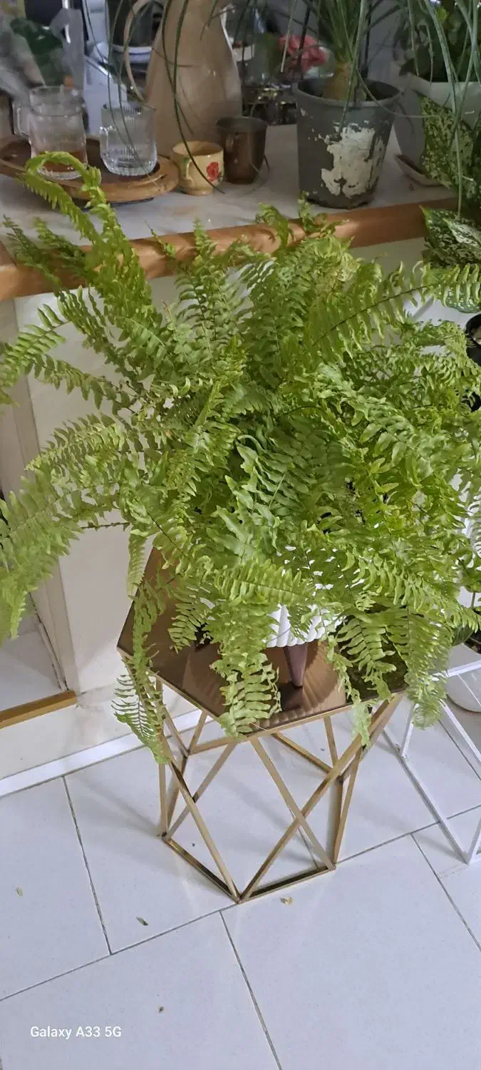 گل سرخصی سالم سرحال|گل و گیاه طبیعی|مشهد, کوی ولیعصر|دیوار