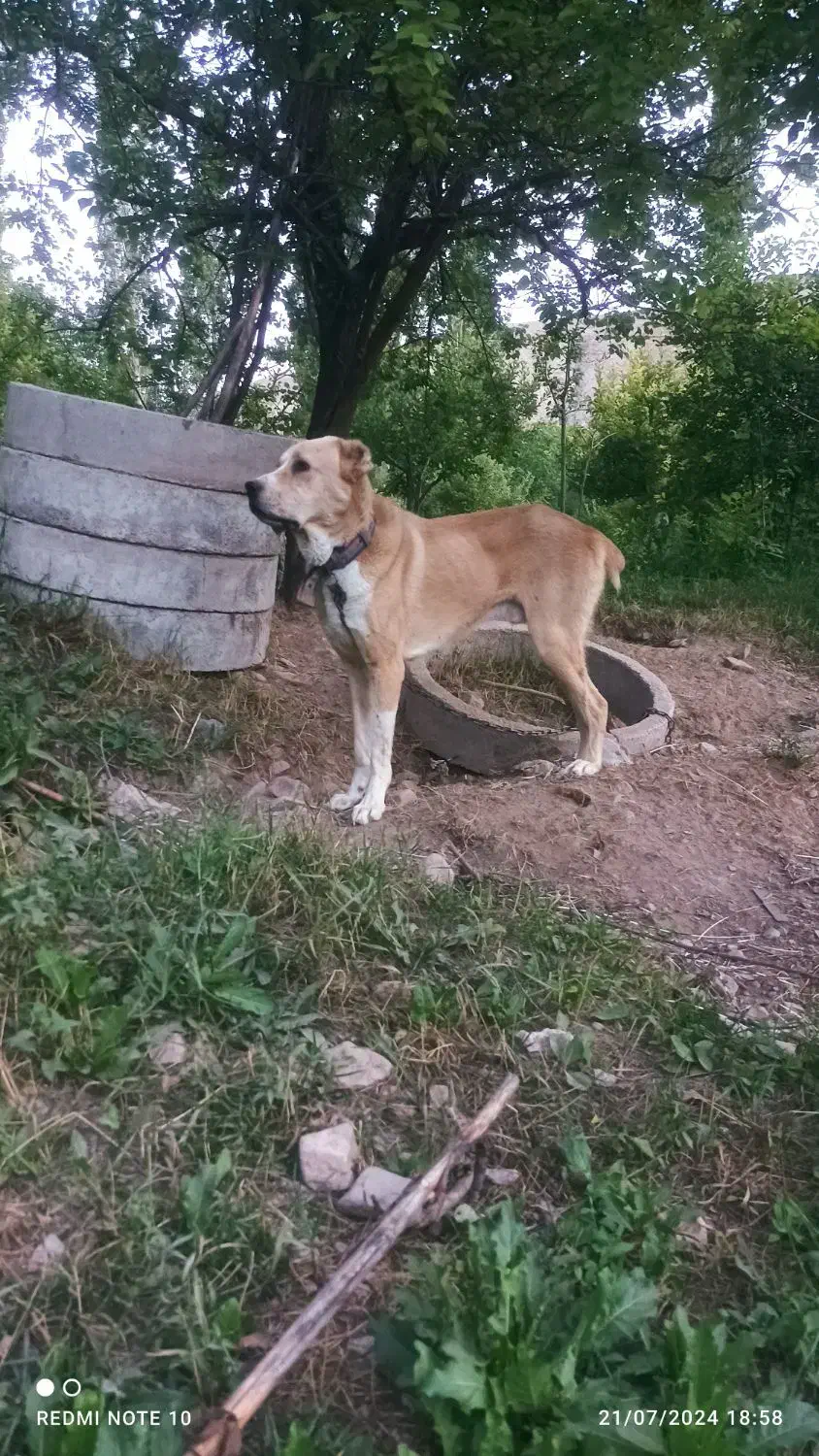 قوچان|سگ|قوچان, |دیوار