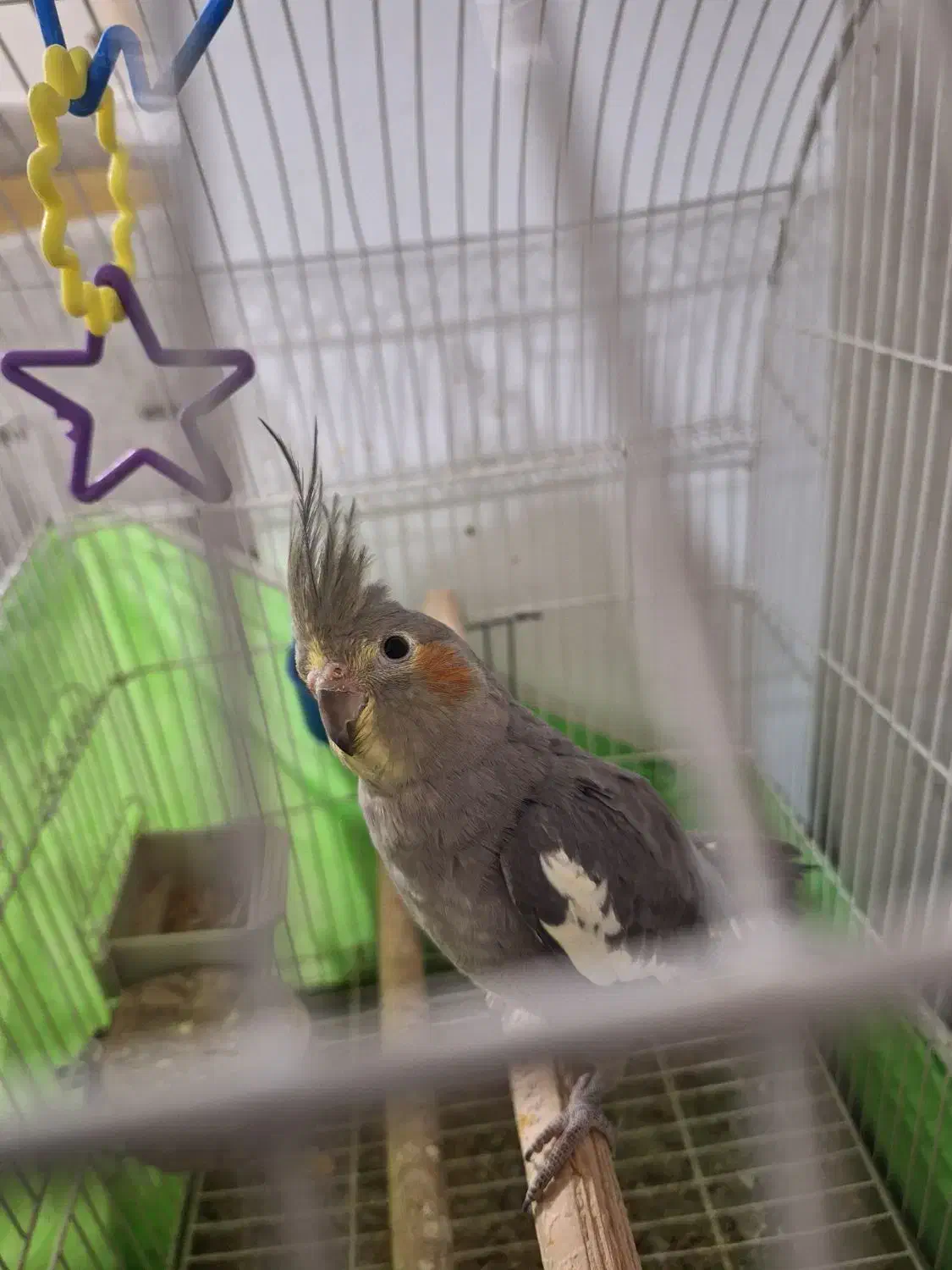 عروس هلندی نر|پرنده|الوند, |دیوار