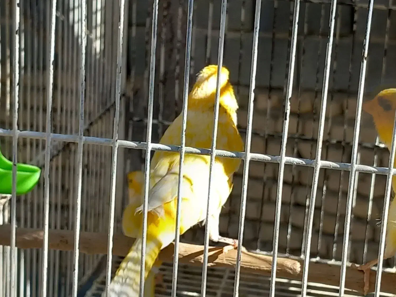 قناری نر|پرنده|شیروان (خراسان), |دیوار