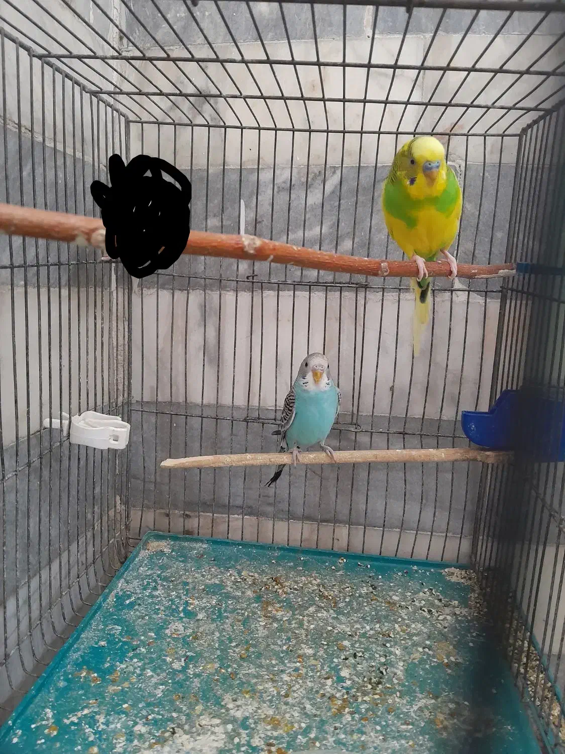 مرغ عشق مولد جوان تخم گذار|پرنده|خمینی‌شهر, |دیوار