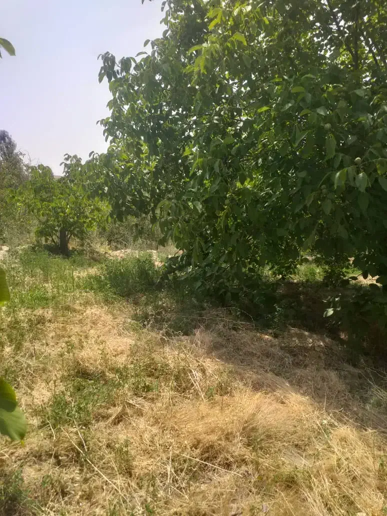 فروش باغ گردو 10کیلومتری سپیدان|فروش زمین و ملک کلنگی|کنار تخته و کمار, |دیوار