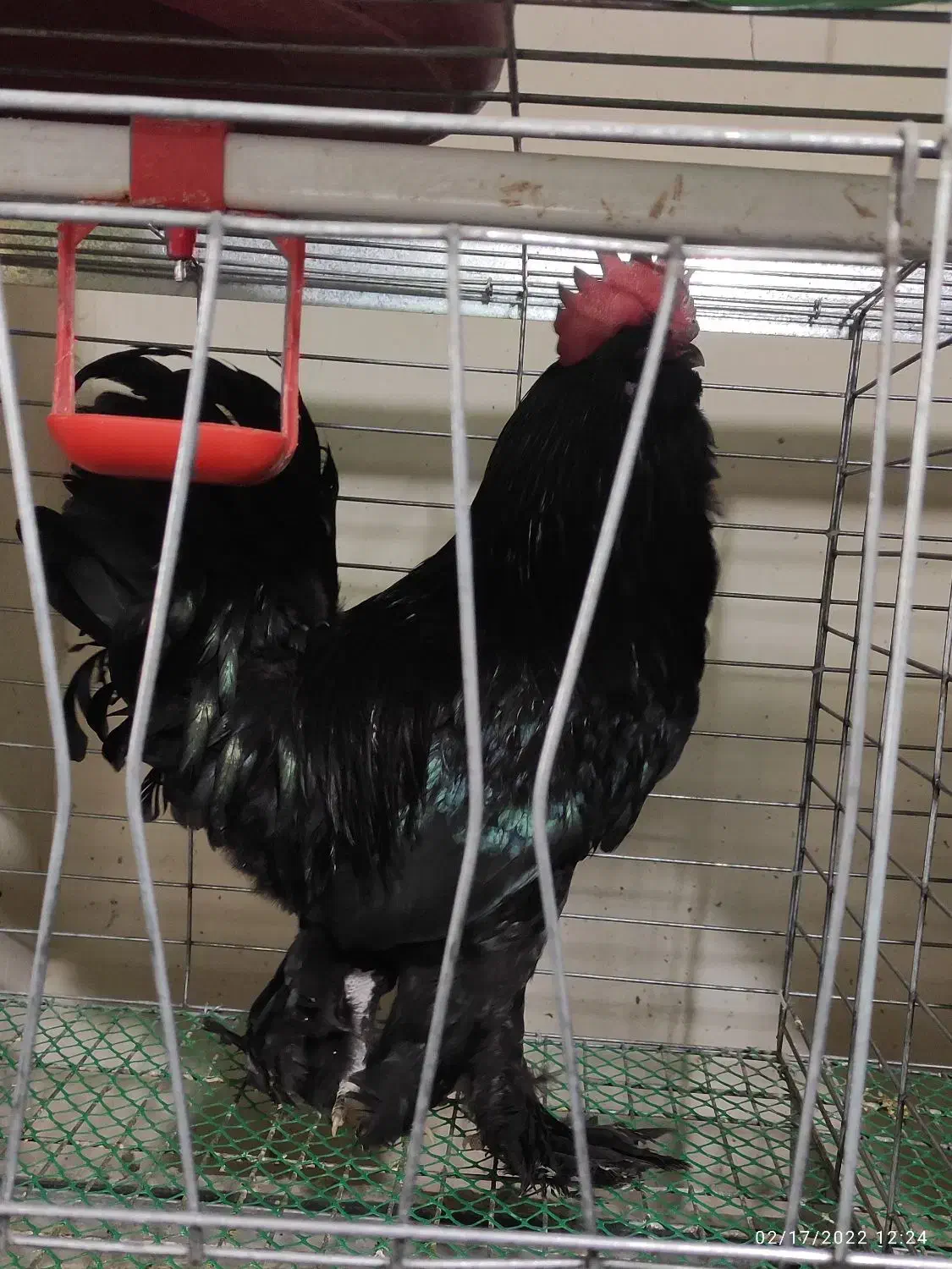 تخم نطفه دار مرندی اصل|حیوانات مزرعه|همدان, |دیوار