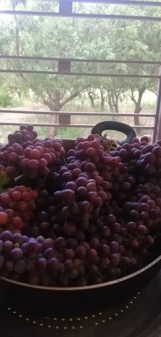 باغ ۴۰۰۰ متری لپویی|فروش زمین و ملک کلنگی|شیراز, انجیره|دیوار