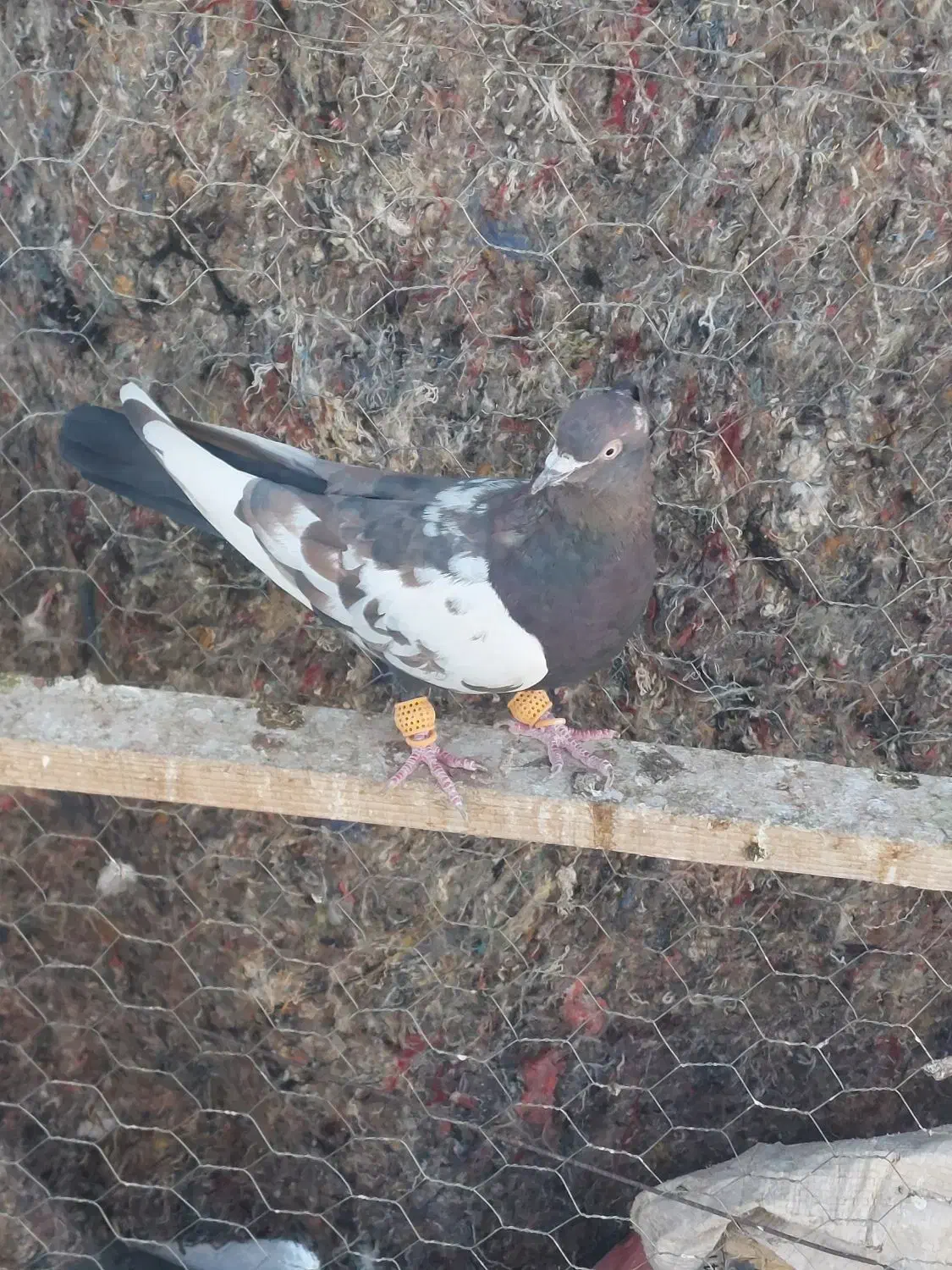 کفتر پرشی نر|پرنده|محمدیه-قزوین, |دیوار