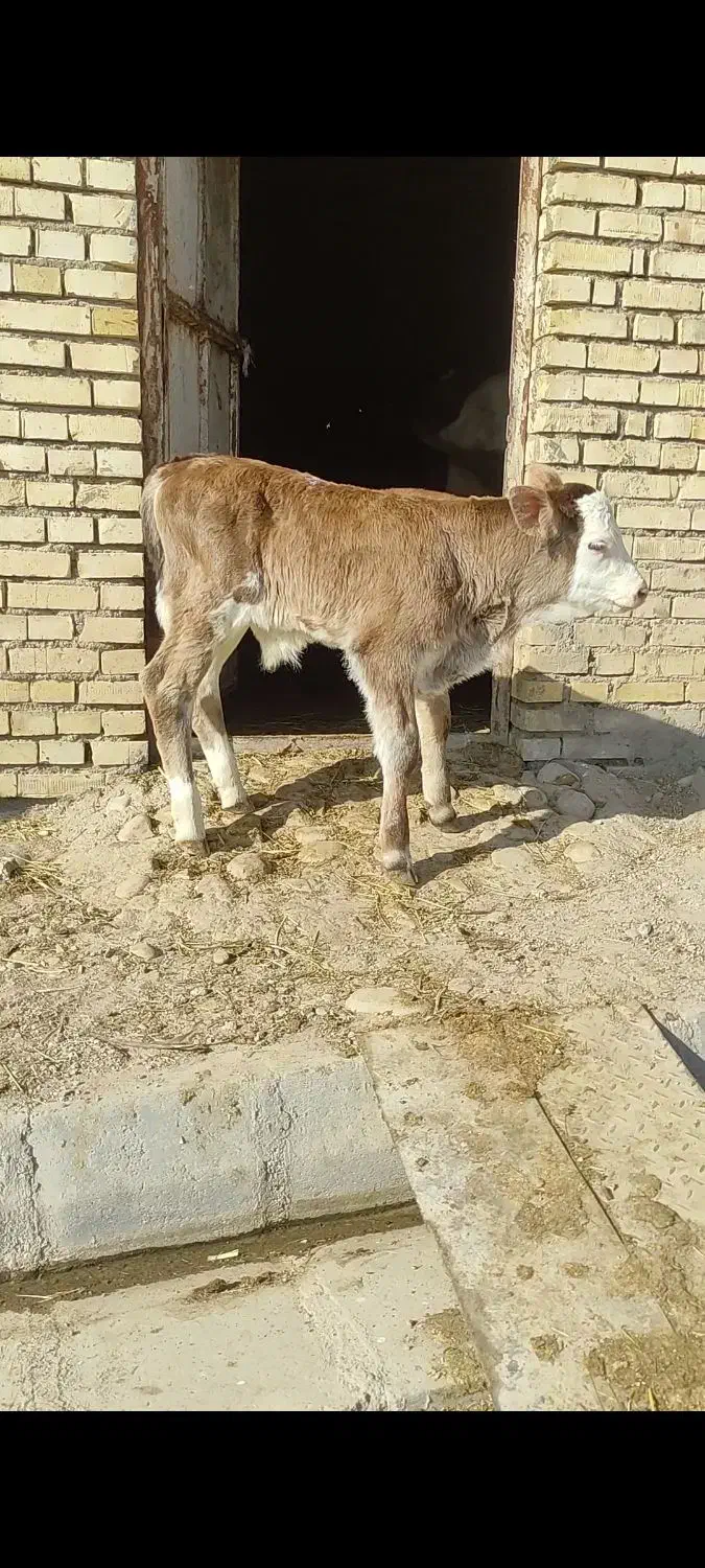 گاو سیمینتال با گوساله سیمینتال نر|حیوانات مزرعه|تبریز, |دیوار