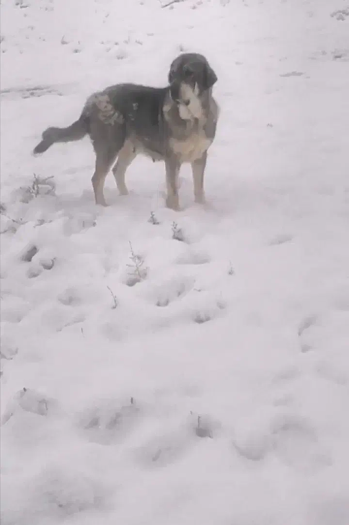 واگذاری سگ ماده پژدر کردی ماده گاور|سگ|مشهد, میان ولایت|دیوار