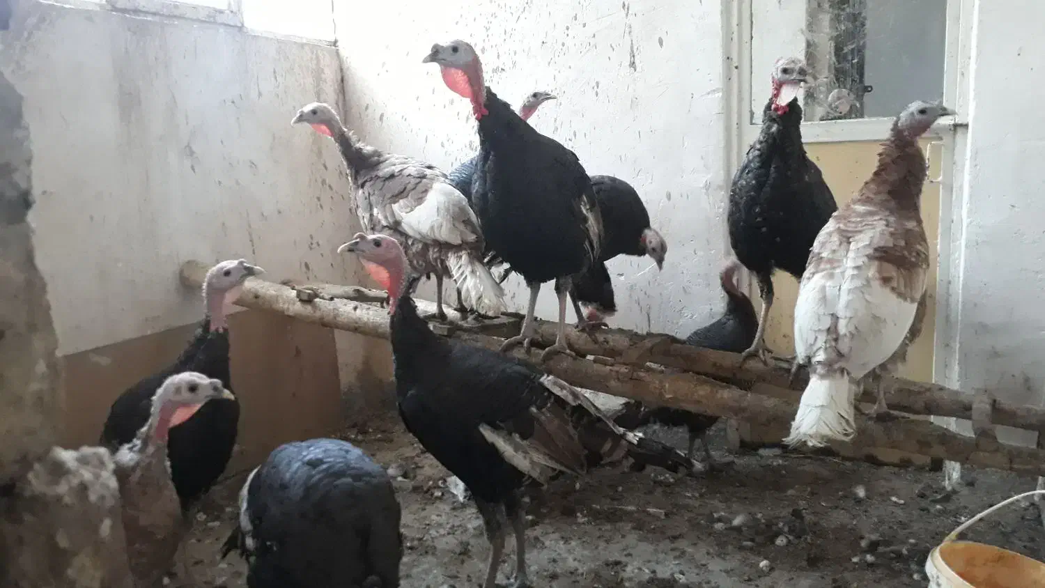 بقلمون بروبون ومحلی|حیوانات مزرعه|سنندج, |دیوار