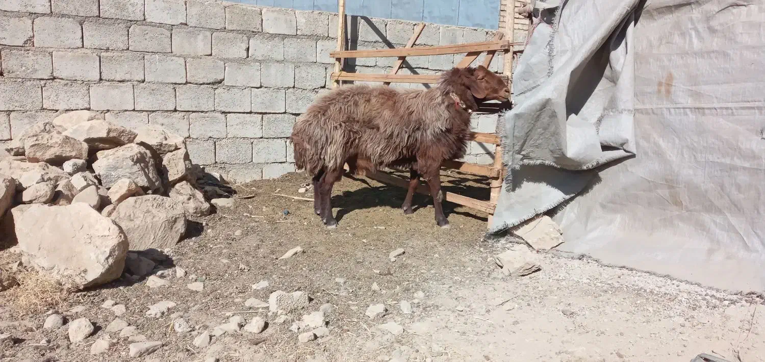 فروشی|حیوانات مزرعه|چنارود, |دیوار