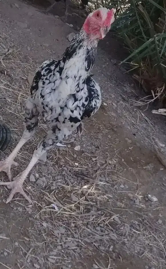 مرغ محلی|حیوانات مزرعه|بمپور, |دیوار