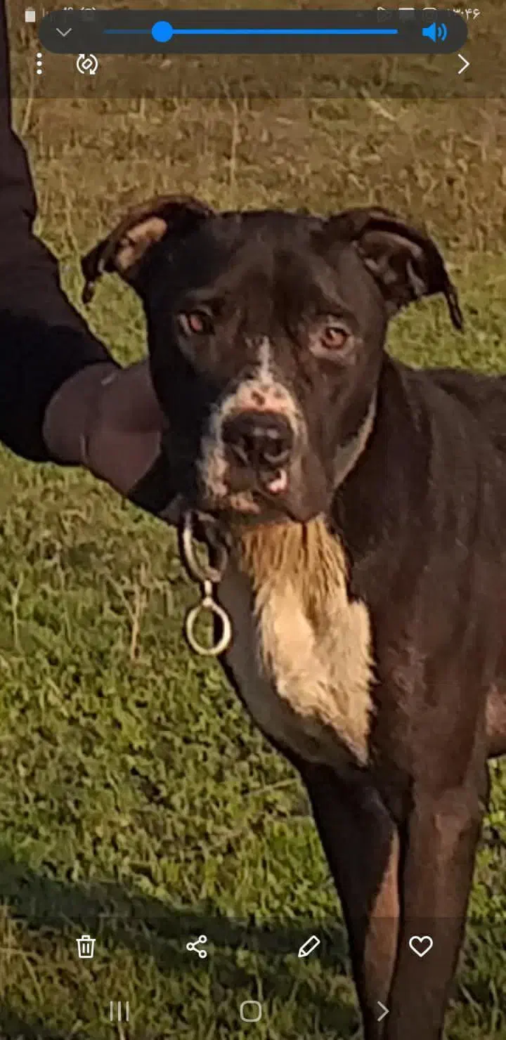 پیتبول نر سن یکسالو نیم خام مناسب برا نگهبانی|سگ|قائم‌شهر, |دیوار