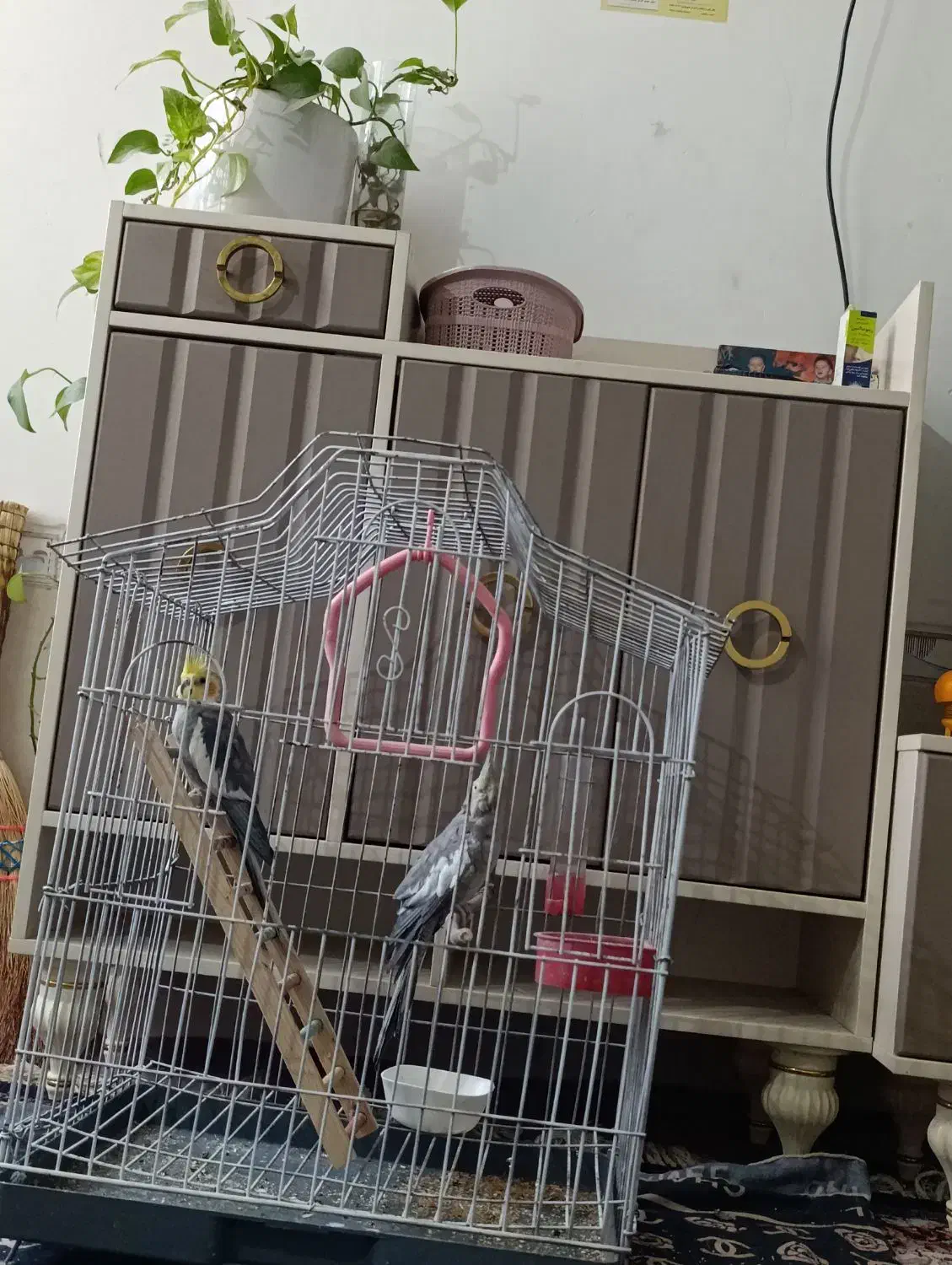 پرنده عروس هلندی|پرنده|شیراز, شهرک کوشکک|دیوار