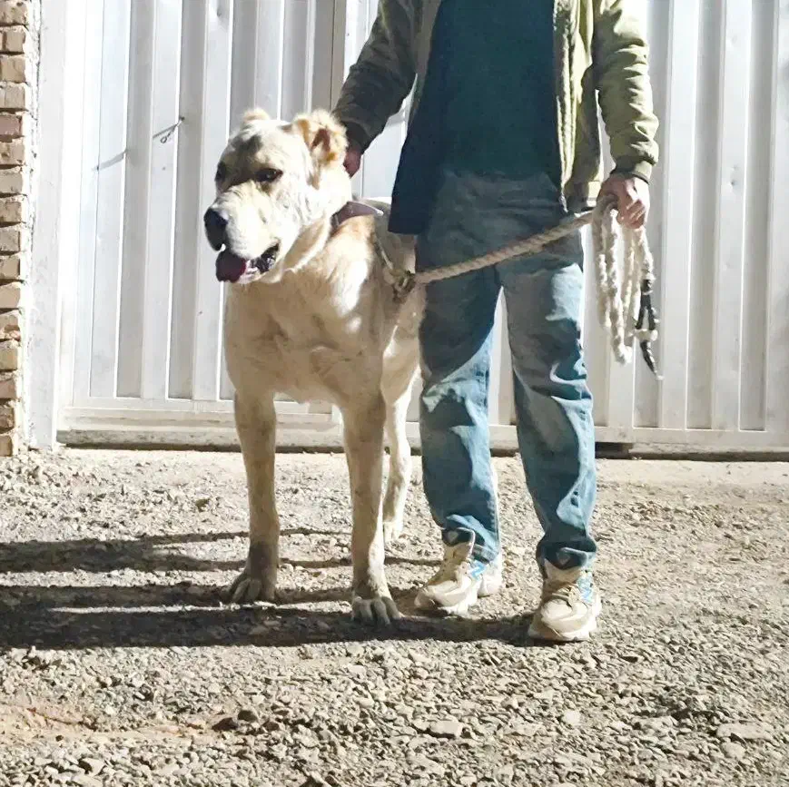 واگذاری سگ خراسانی|سگ|مشهد, مقدم|دیوار