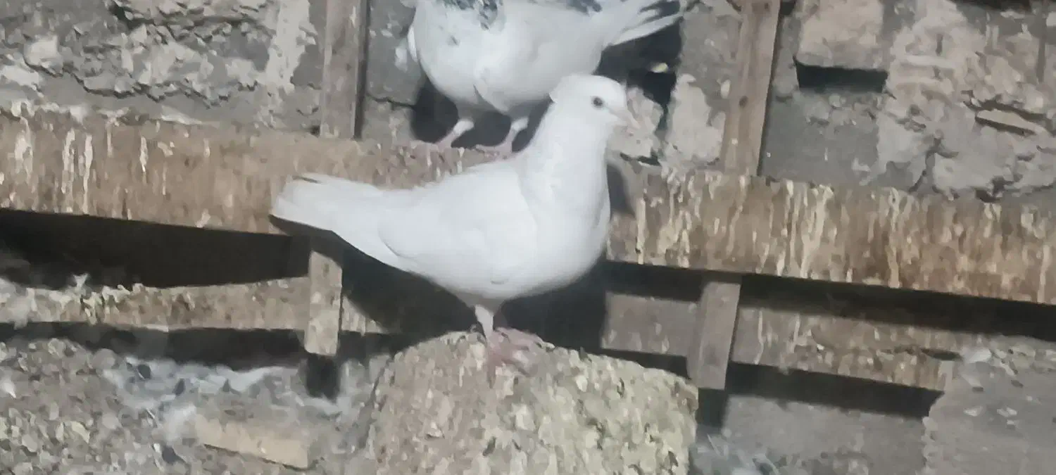 4عدد کبوتر ماده|پرنده|ایلام, |دیوار