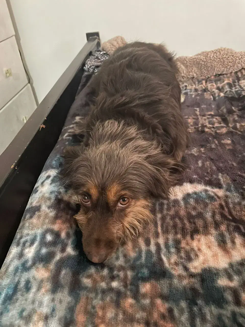 سگ واگذاری رایگان|سگ|تهران, کرمان|دیوار