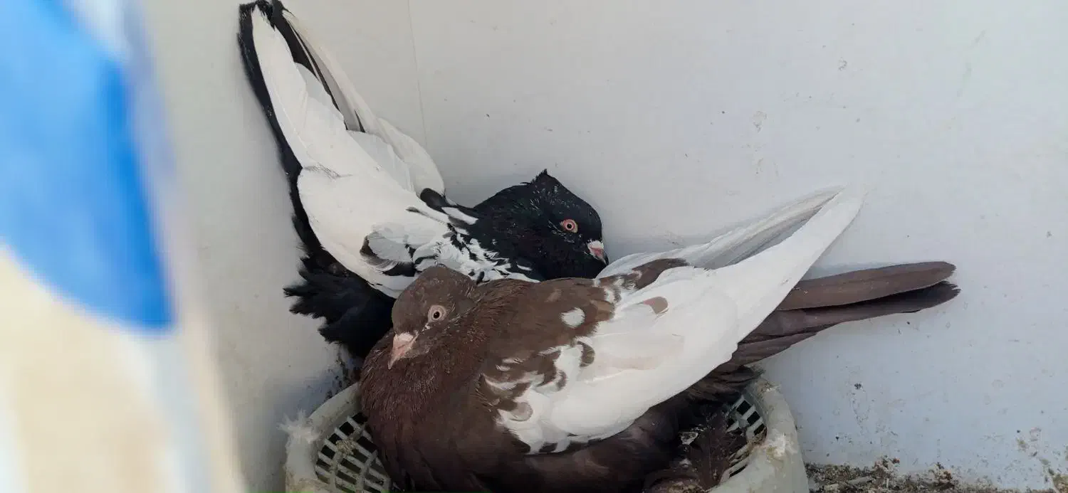 کفتر جفت سینه. کفتر جفت شهری|پرنده|شیراز, کوشک میدان|دیوار