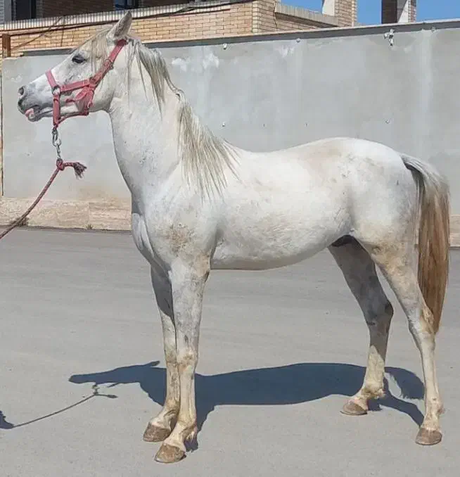 اسب عرب|اسب و تجهیزات اسبسواری|ازنا, |دیوار