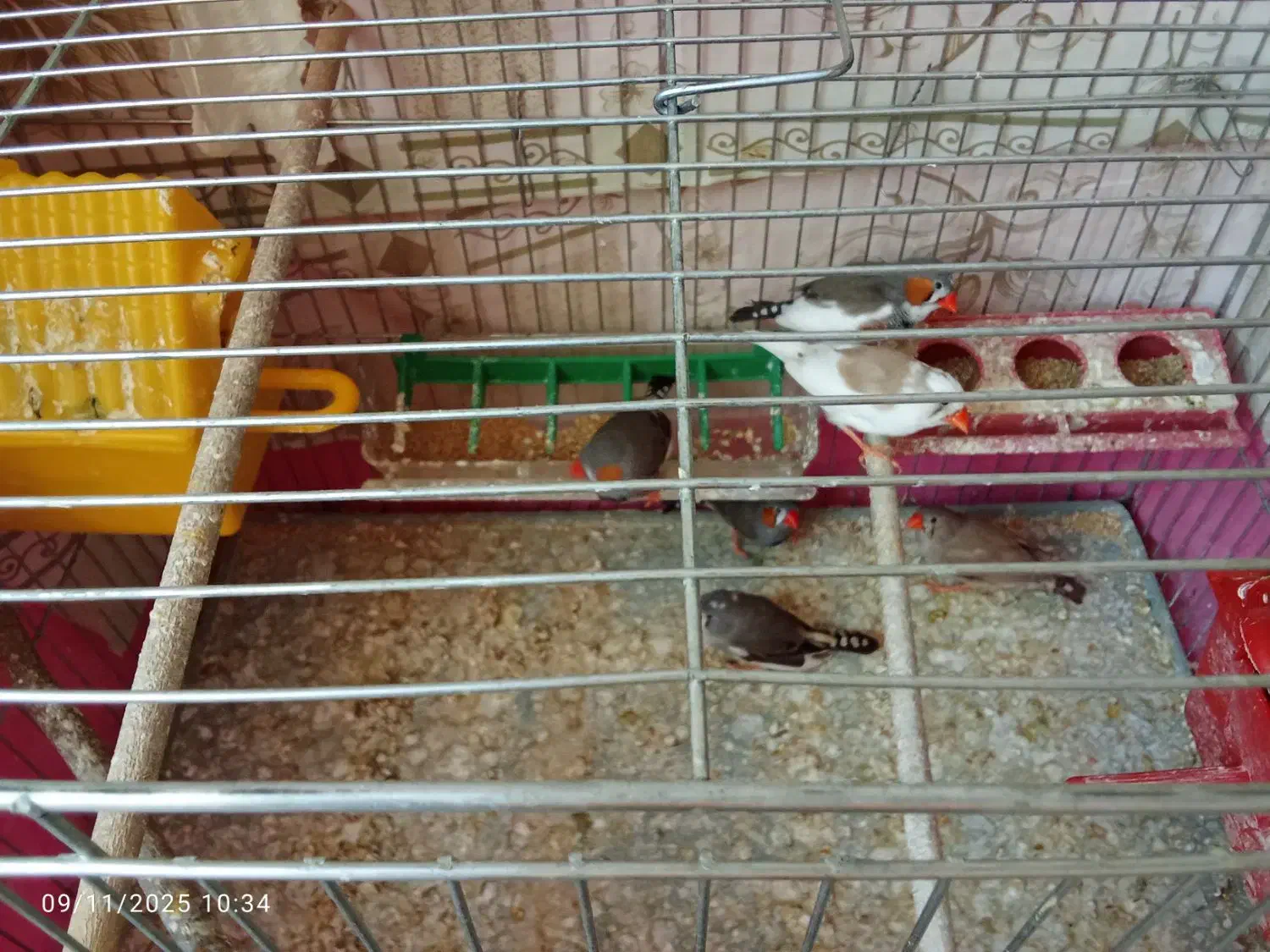 فنچ سرحال و تخم گذار|پرنده|خمینیشهر, |دیوار