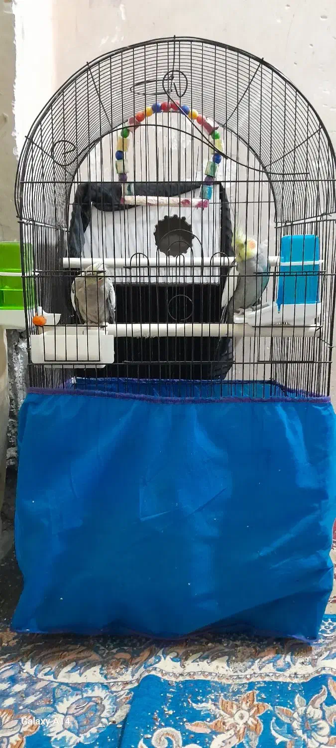 عروس هلندی نر و ماده|پرنده|خرمشهر, |دیوار