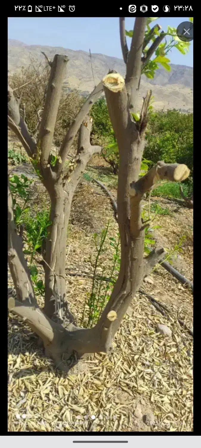 چوب|خدمات باغبانی و درختکاری|صدرا-فارس, فاز ۱|دیوار