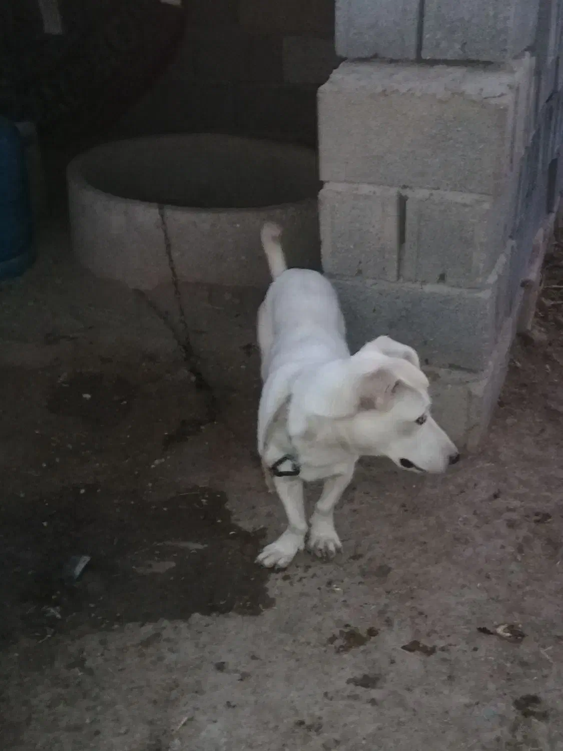 . پاکوتاه|سگ|گنبد کاووس, |دیوار