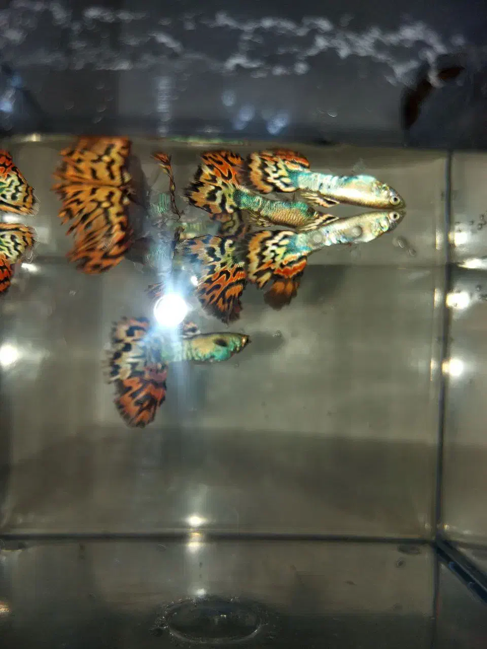 ماهی  گوپی تایگر نر و ماده و گوپی کوی نر حلزون سیب|ماهی|میانه, |دیوار