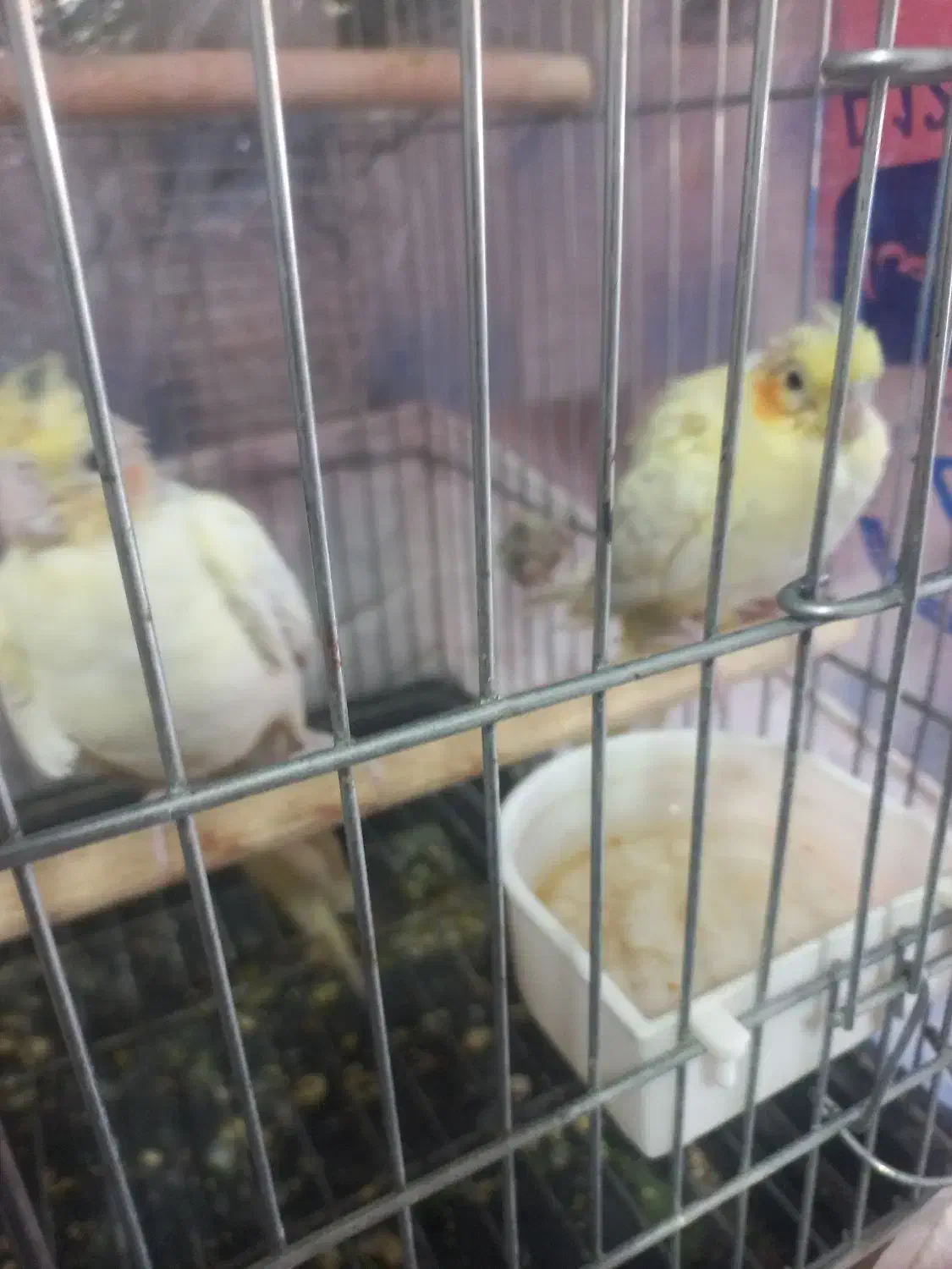 عروسهلندیمادهوجوجهعروس|پرنده|بروجرد, |دیوار