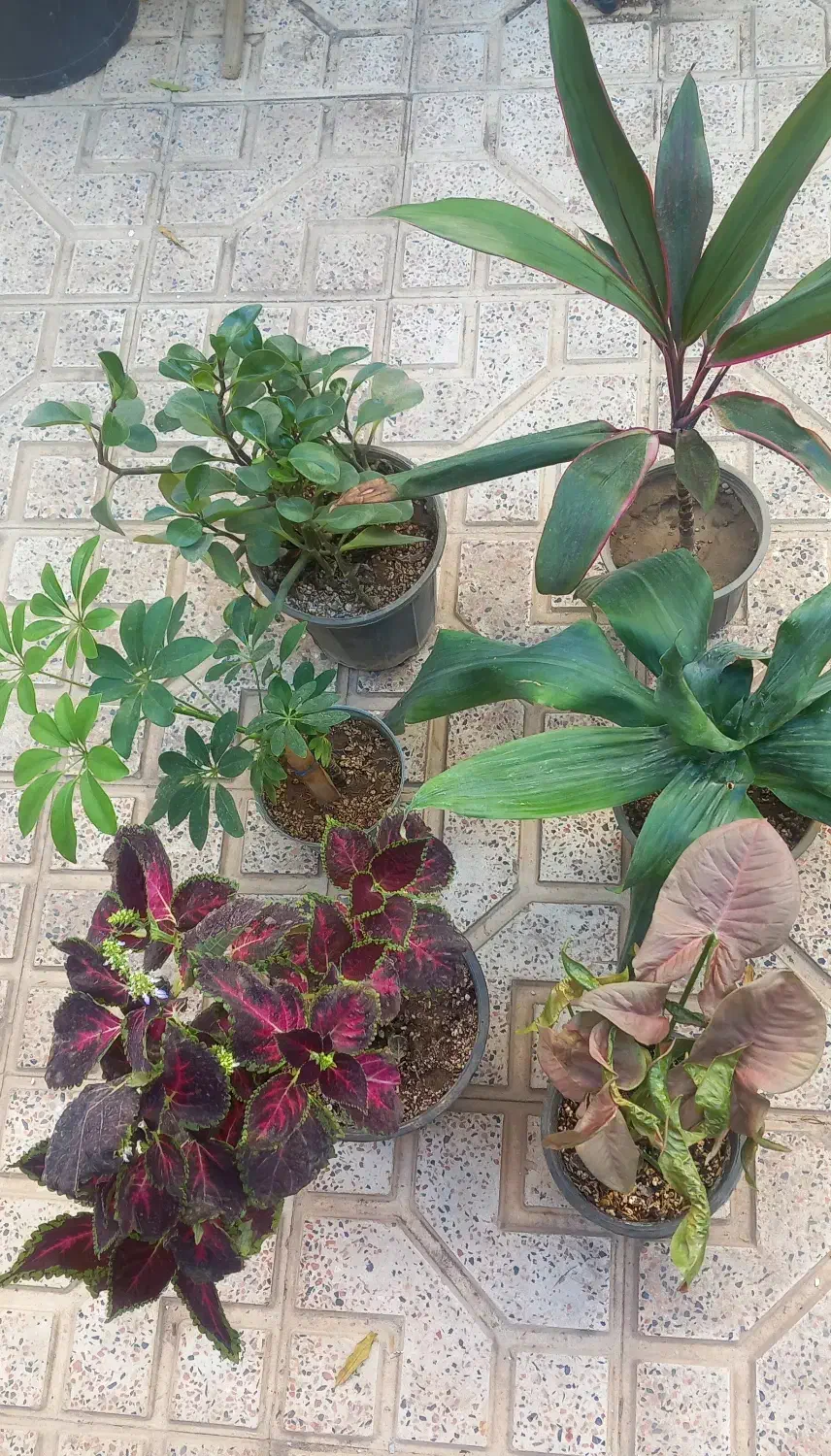 گل طبیعی|گل و گیاه طبیعی|اهر, |دیوار