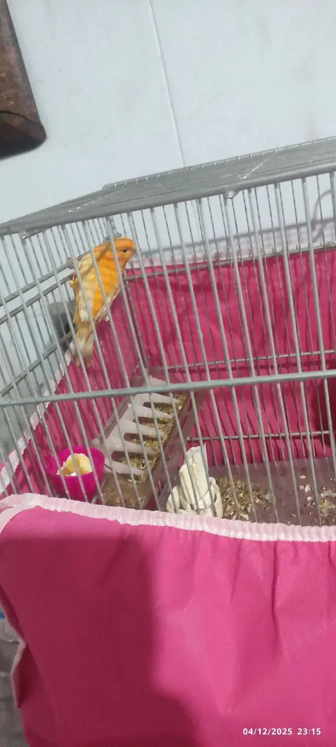 قناری ماده سرخ|پرنده|اصفهان, بهارستان|دیوار