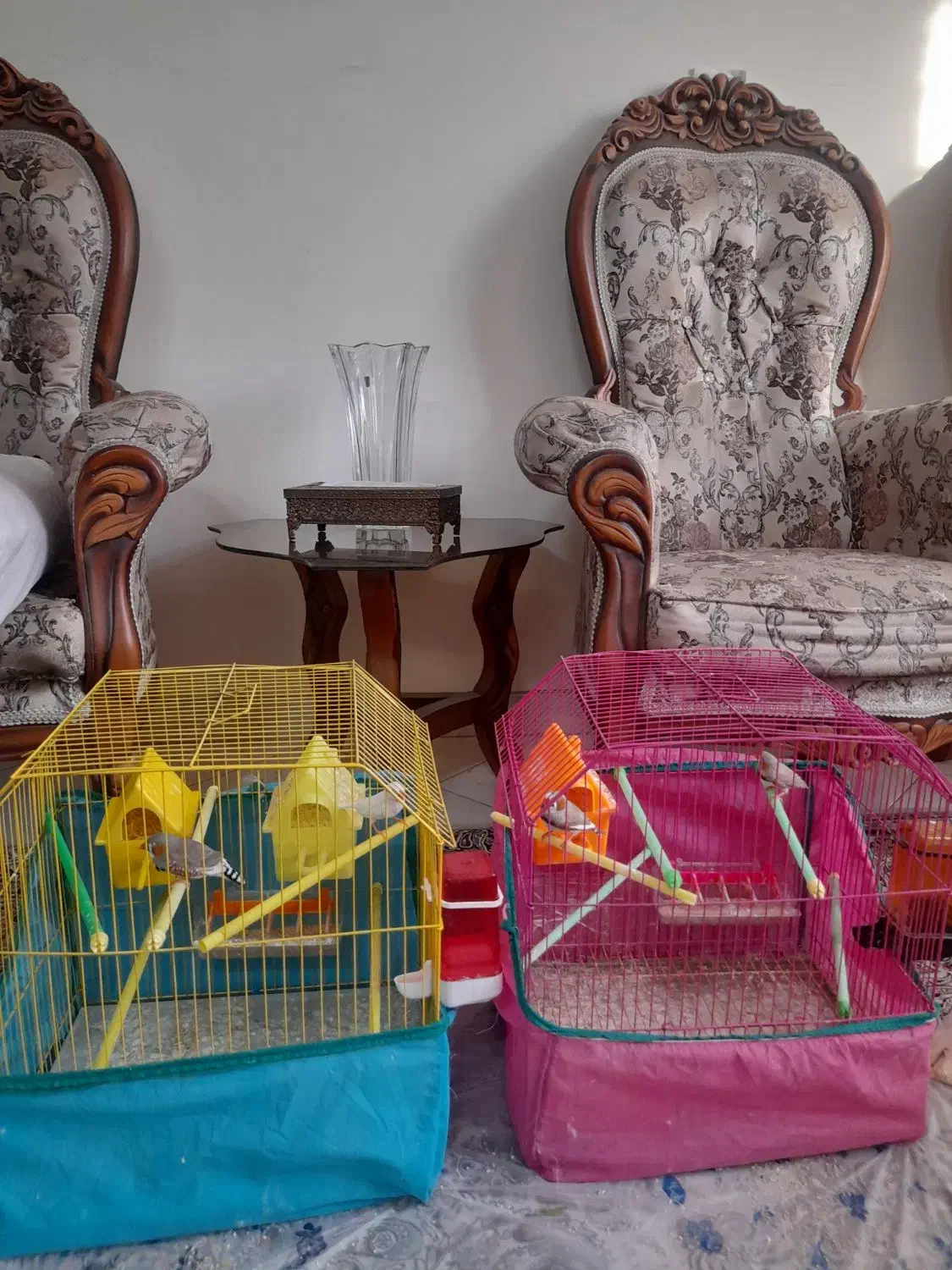 فنچ|پرنده|تهران, بازار|دیوار